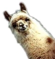 Dolly Llama's Avatar